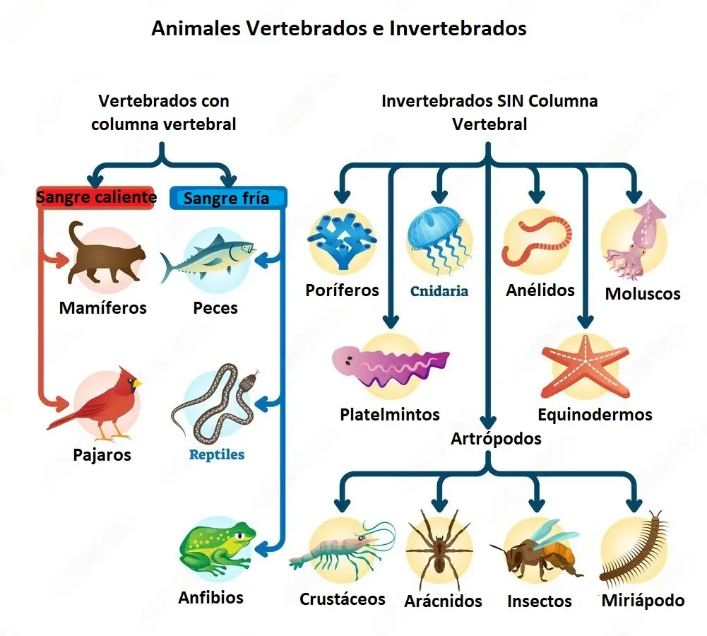 Animales Vertebrados e Invertebrados Para Niños