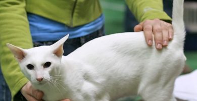 Gato Oriental Blanco (foreign white)