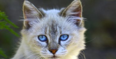 Gato raza Ojos Azules