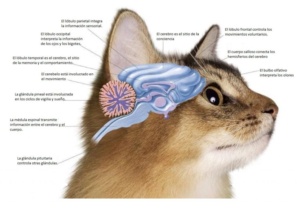 cerebro de un gato-tiposdegatos.com