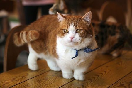 gato munchkin de patas cortas y cuerpo bajo