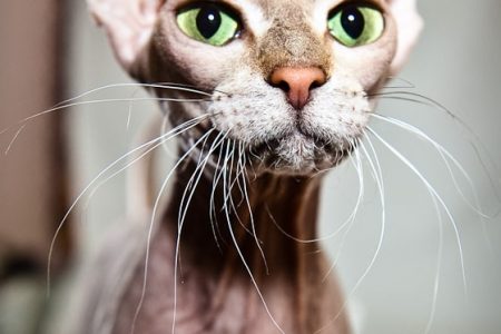 gato peterbald de bigotes largos
