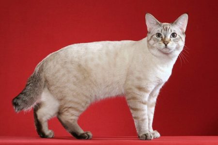 raza de gatos bobtail americano pelo corto y de cola corta
