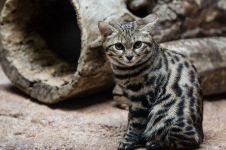 gato patinegro Black-Footed Cat felis nigripes