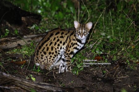 Gato Leopardo Salvaje Prionailurus bengalensis
