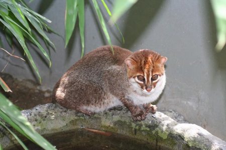 gato de cabeza plana-Prionailurus planiceps-Flat-headed Cat