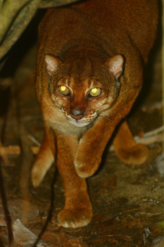Gato Salvaje Bahía de Borneo Catopuma badia