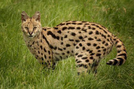 Gato Salvaje serval Leptailurus serval