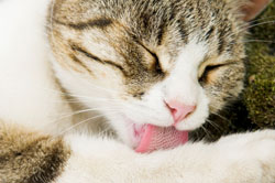 Por qué las lenguas de los gatos son ásperas - tiposdegatos.com