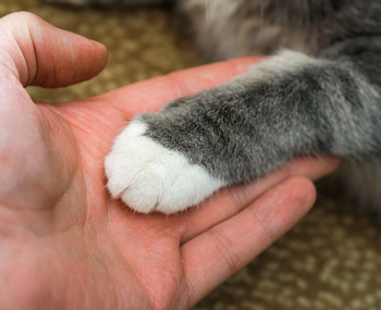 Los gatos pueden beneficiar la salud de sus dueños.