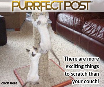 Hay cosas más emocionantes que rascar que tu sofá