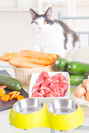 Aprende sobre dietas caseras para gatos.