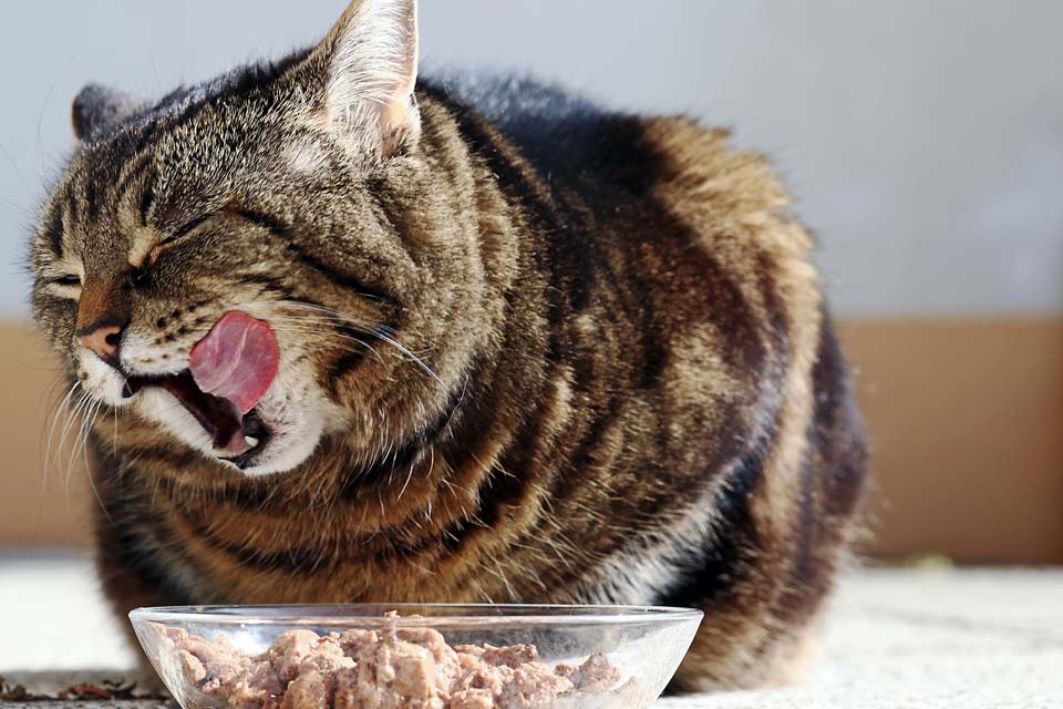 No cambies la comida de un gato rápido.