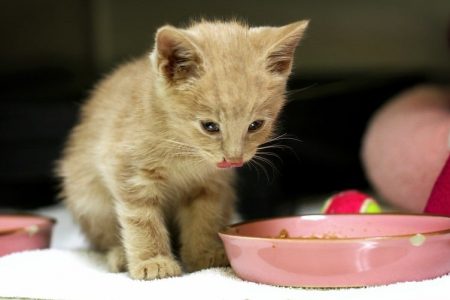 Cuántas veces se debe alimentar a un gatito en un día
