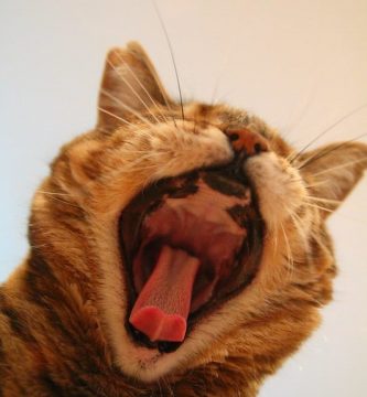 Qué comen los gatos sin dientes