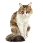 gato de pelo medio doméstico