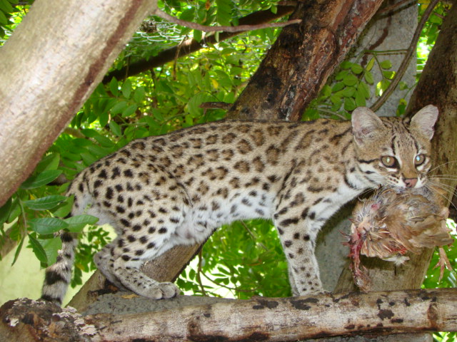 Tigrina Leopardus tigrinus