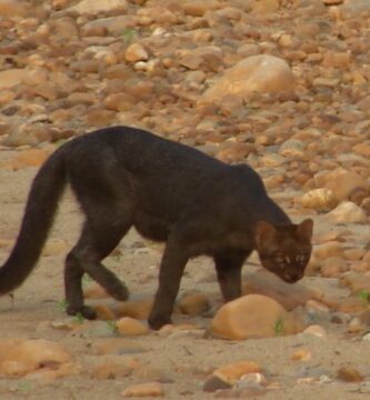 yaguarundí, jaguarundi o gato moro (Herpailurus yagouaroundi)