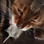 gato comiendo ratón, rata